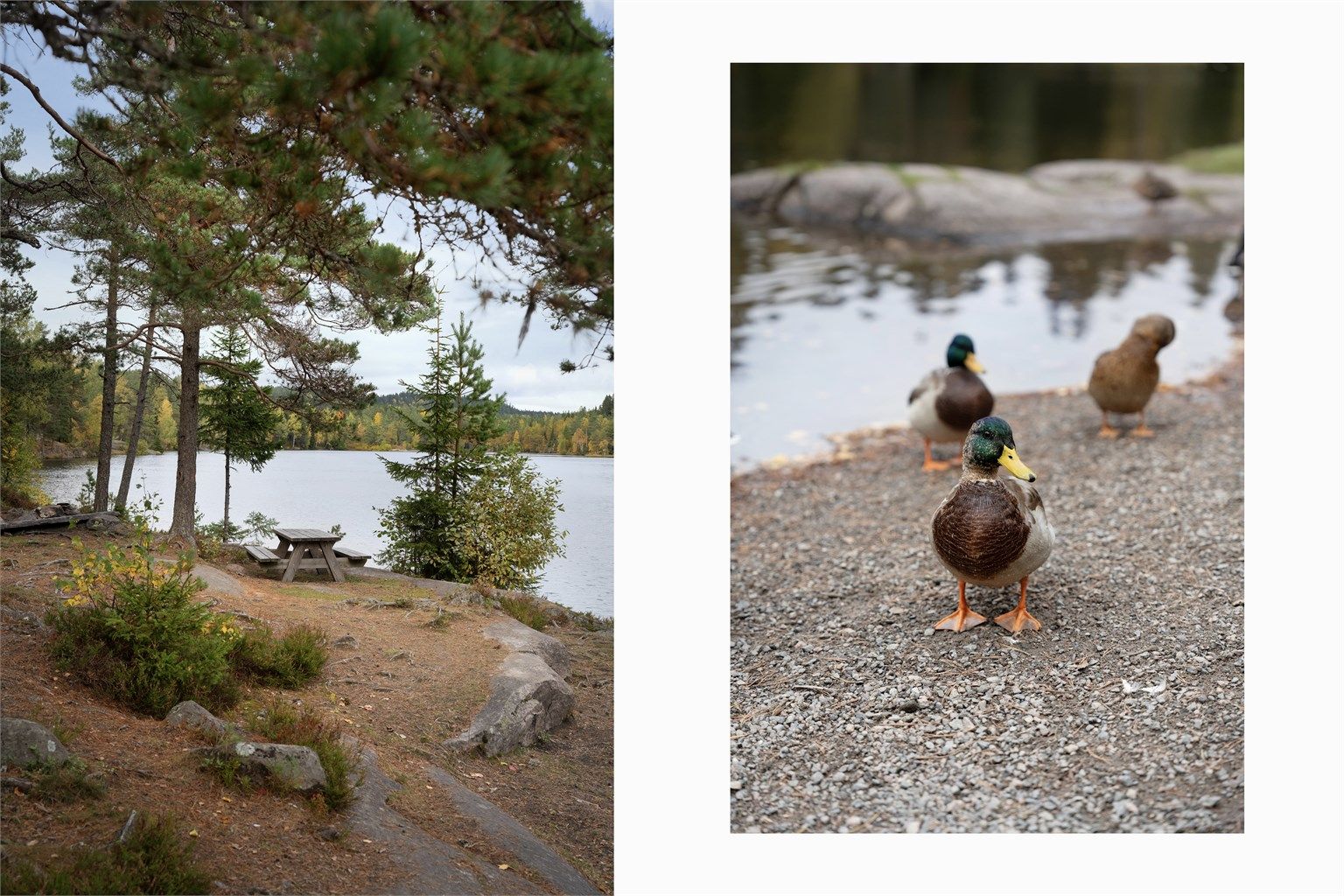 Lillomarka har et variert nettverk av turstier og idylliske rasteplasser, og stiene tar deg videre til populære mål som Steinbruvann, Lilloseter og utsiktspunktet på Røverkollen.