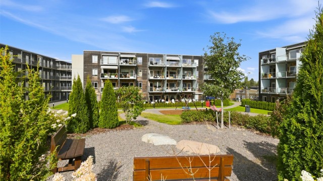 Felles uteplass med hovedsakelig vintergrønn beplantning og utsyn til blokkene