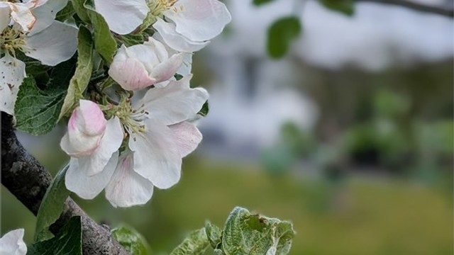 Detalj fra hage