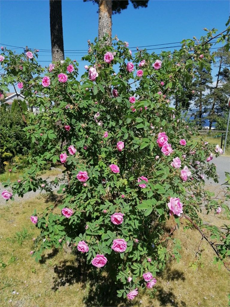 En fin forlengelse av stuen i sommermånedene. (Selgers bilde)