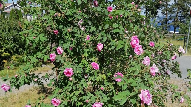 En fin forlengelse av stuen i sommermånedene. (Selgers bilde)