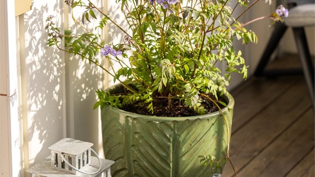 Terrassebord og god plass for utemøbler og planter.
