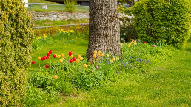 Hagen er opparbeidet med plen, busker og blomsterbed.