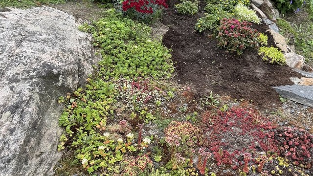 Pent opparbeidet tomt med en blanding av naturtomt og beplantede bed.
