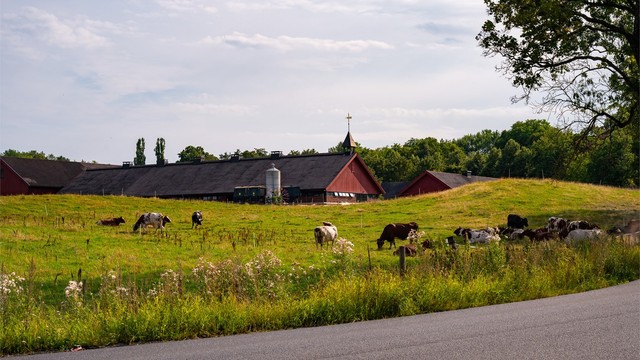 Gå rett ut på turvei og nyt den landlige følelsen av Bygdøy med bading, skogsturer og turløyper samtidig som at det er kort vei til byen.