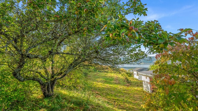Tomten er beplantet med frukttrær og naturlig vegetasjon.