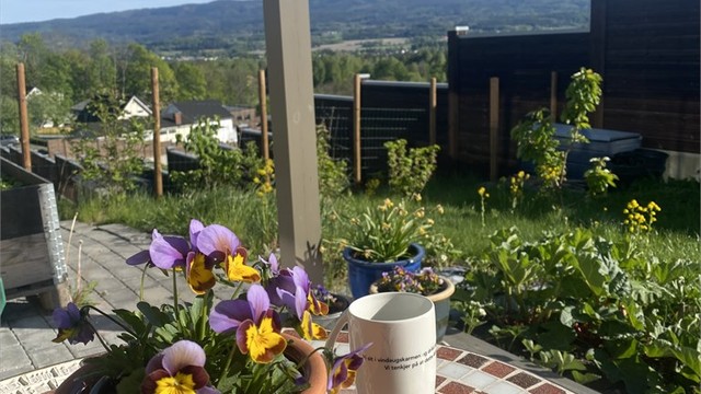 Sommerbilder fra terrasse/hage
