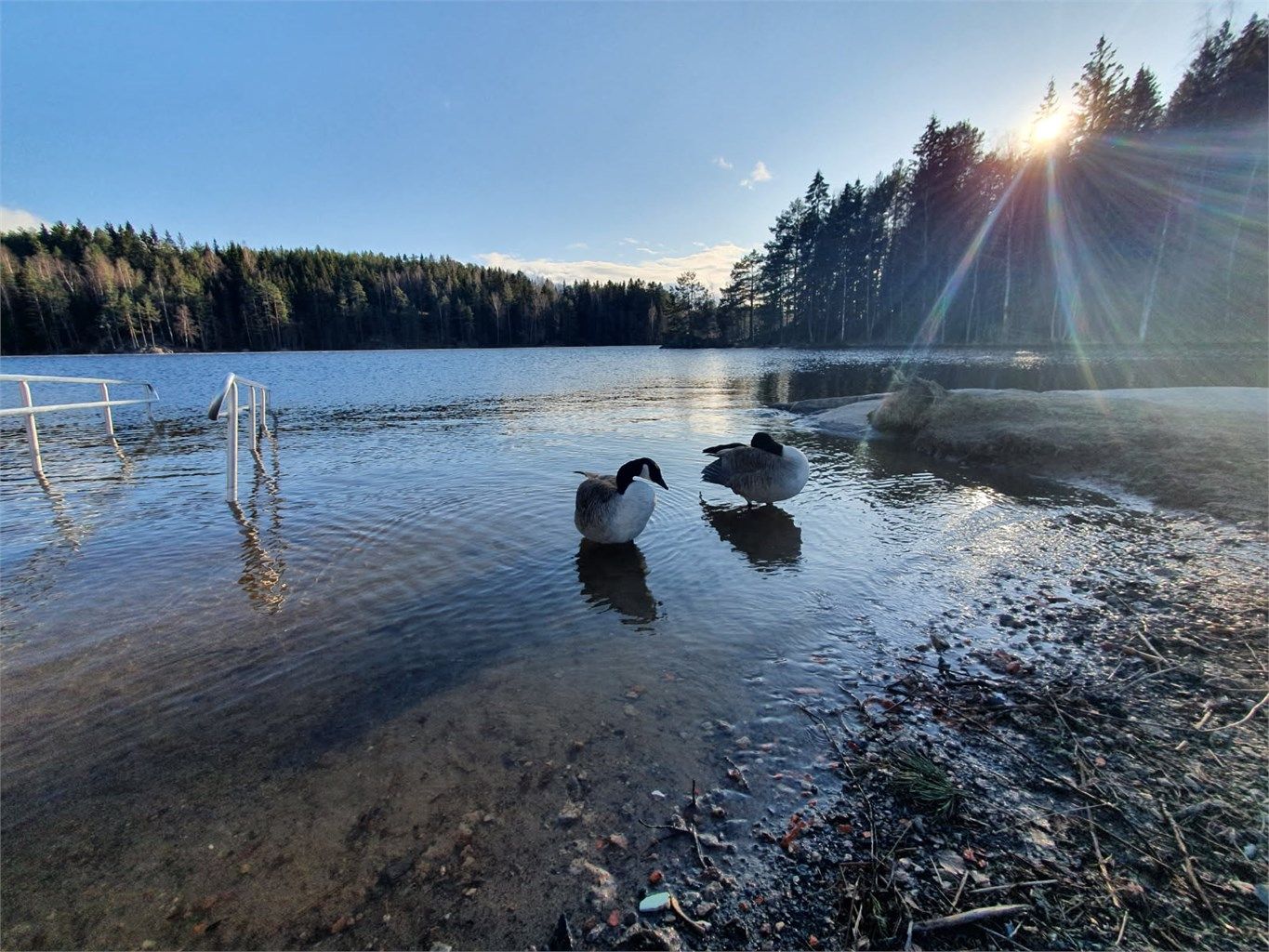 Fugleliv på Nøklevann!