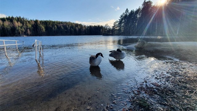 Fugleliv på Nøklevann!