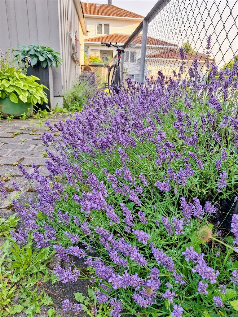 Lavendelen stortrives (selgers eget bilde)