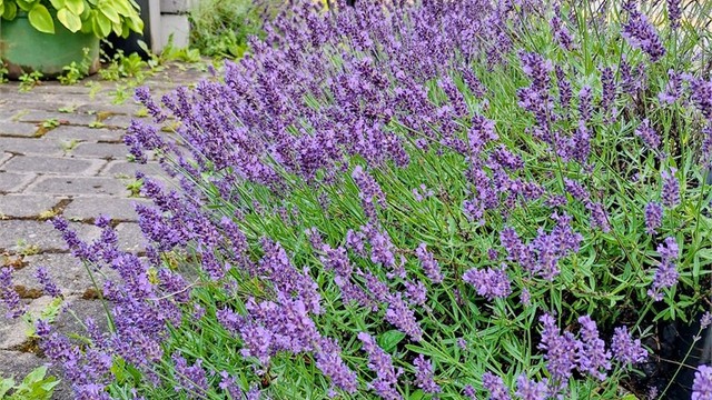 Lavendelen stortrives (selgers eget bilde)