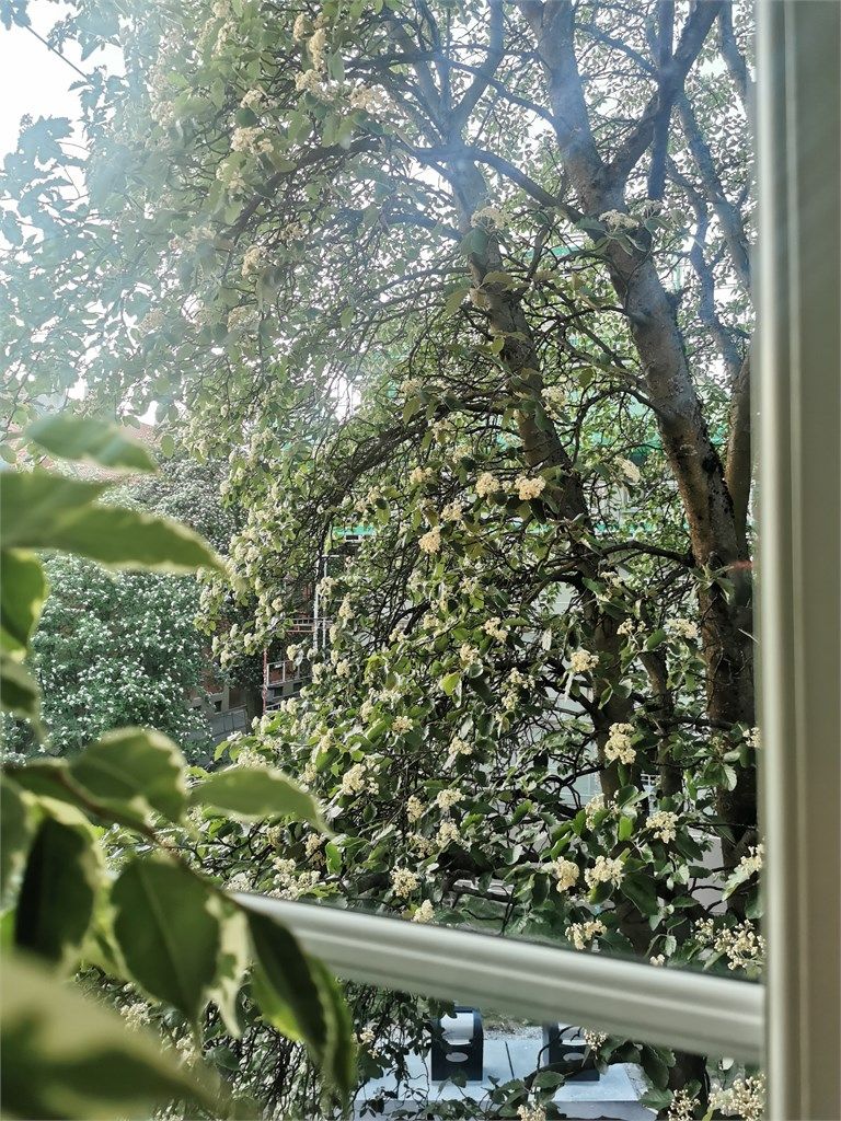 Utsyn fra soverommet en sommersdag