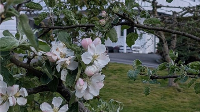 Detalj fra hage