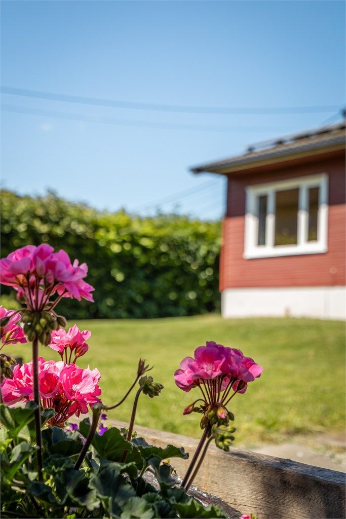 Flotte blomster i hagen. 