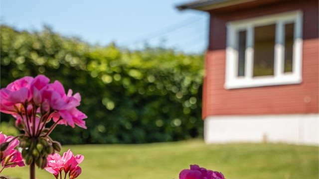 Flotte blomster i hagen.