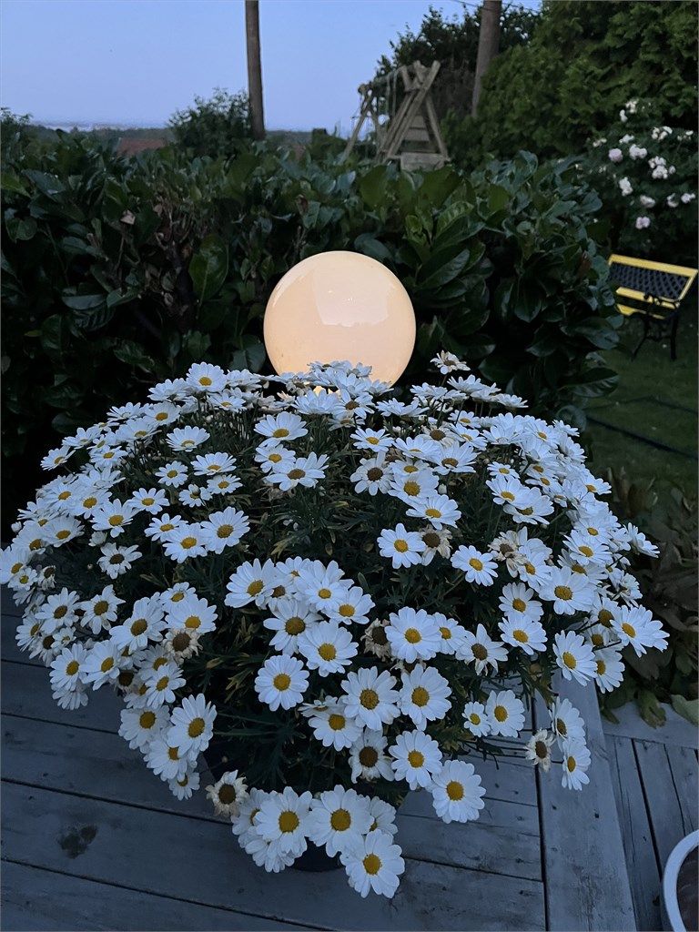 Sommerbilde