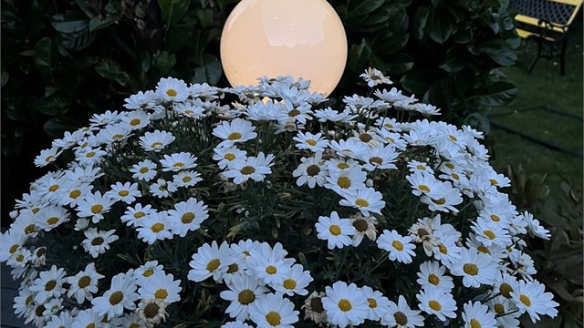 Sommerbilde