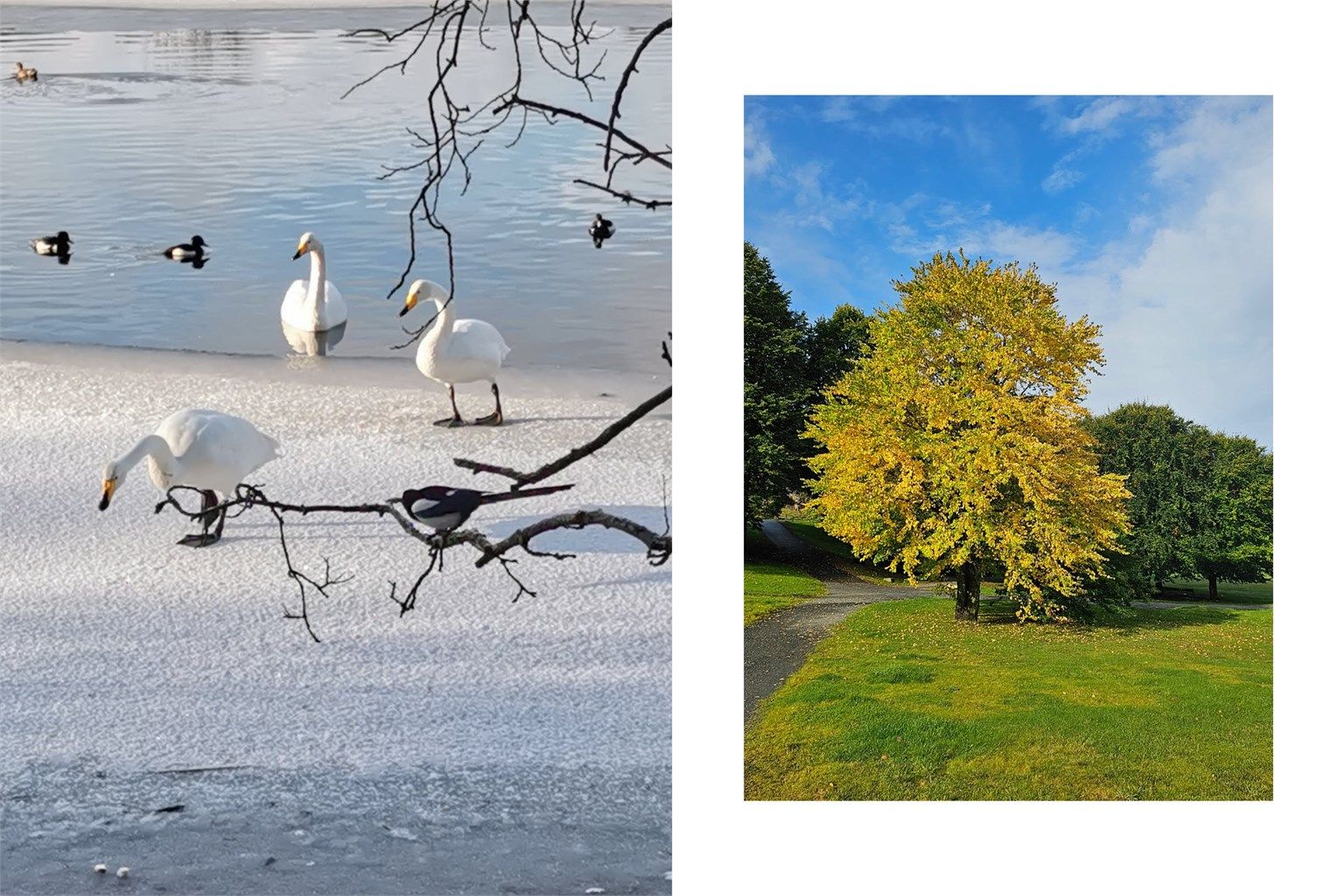 - Selgers eget bilde av det nydelige dyrelivet og natur rundt Ortuvannet -