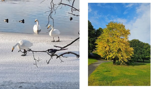 - Selgers eget bilde av det nydelige dyrelivet og natur rundt Ortuvannet -