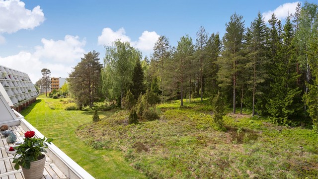 Her vandrer både rådyr og elg forbi med jevne mellomrom