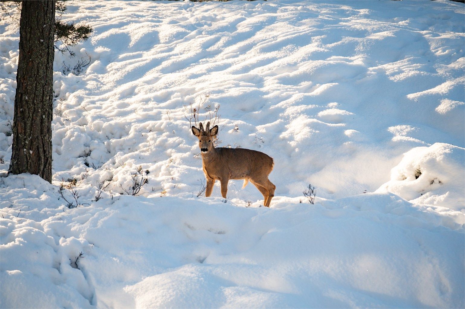 En av fordelene ved å ha en beliggenhet som denne er å oppleve dyreliv rett utenfor balkongen (ikke AI-generert bilde)