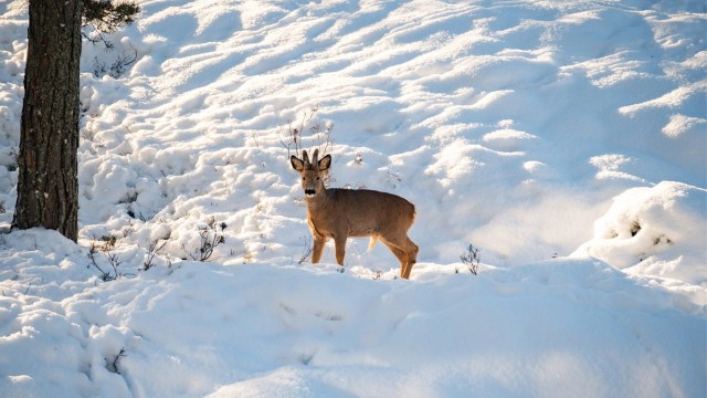 En av fordelene ved å ha en beliggenhet som denne er å oppleve dyreliv rett utenfor balkongen (ikke AI-generert bilde)