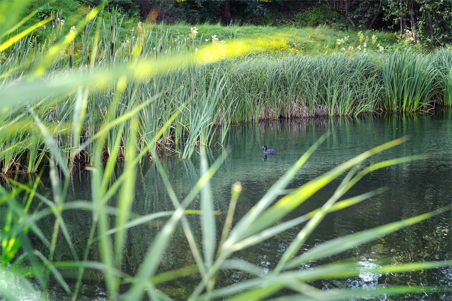 Salamanderskogen ligger like utenfor og inviterer til rolige turer i grønne omgivelser.