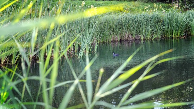 Salamanderskogen ligger like utenfor og inviterer til rolige turer i grønne omgivelser.