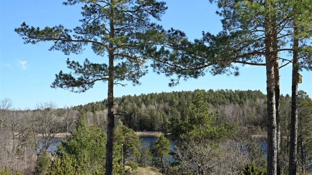 Skog og natur er rett utenfor døren.