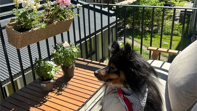 Balkongen har flott grønt utsyn sommerhalvåret, og gode solforhold. Selgers bilde.