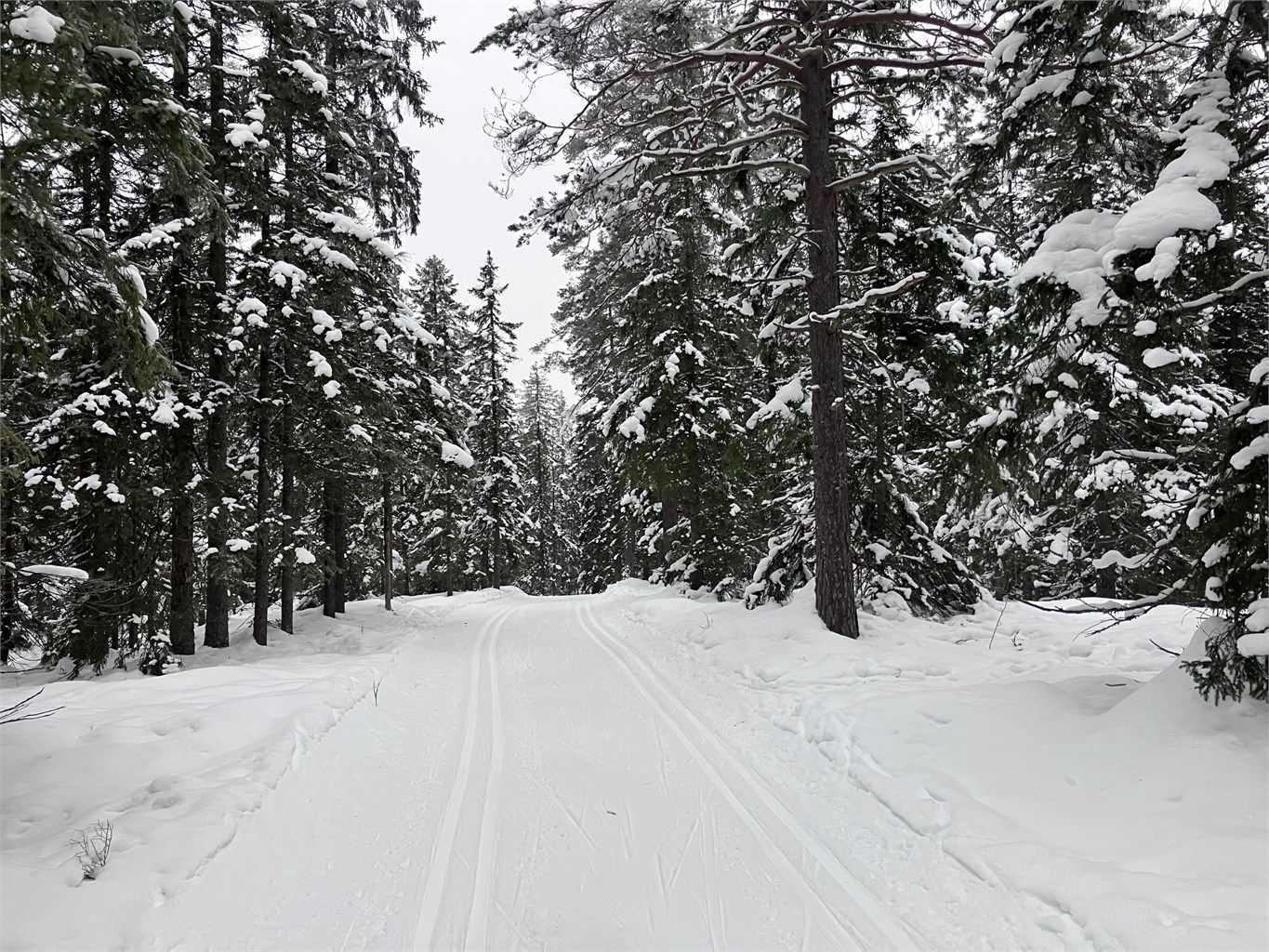 Selgers private bilder - vinter 2026 skisporet rett i nærheten av hytta. 