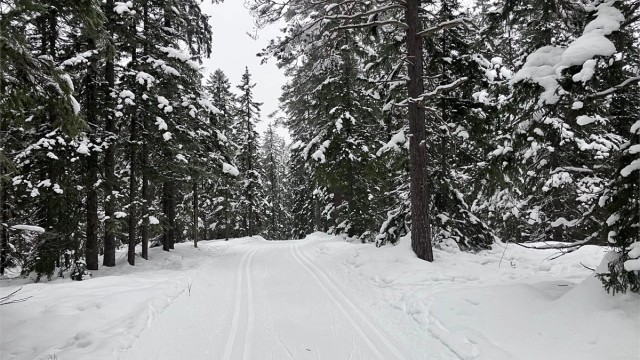Selgers private bilder - vinter 2026 skisporet rett i nærheten av hytta.