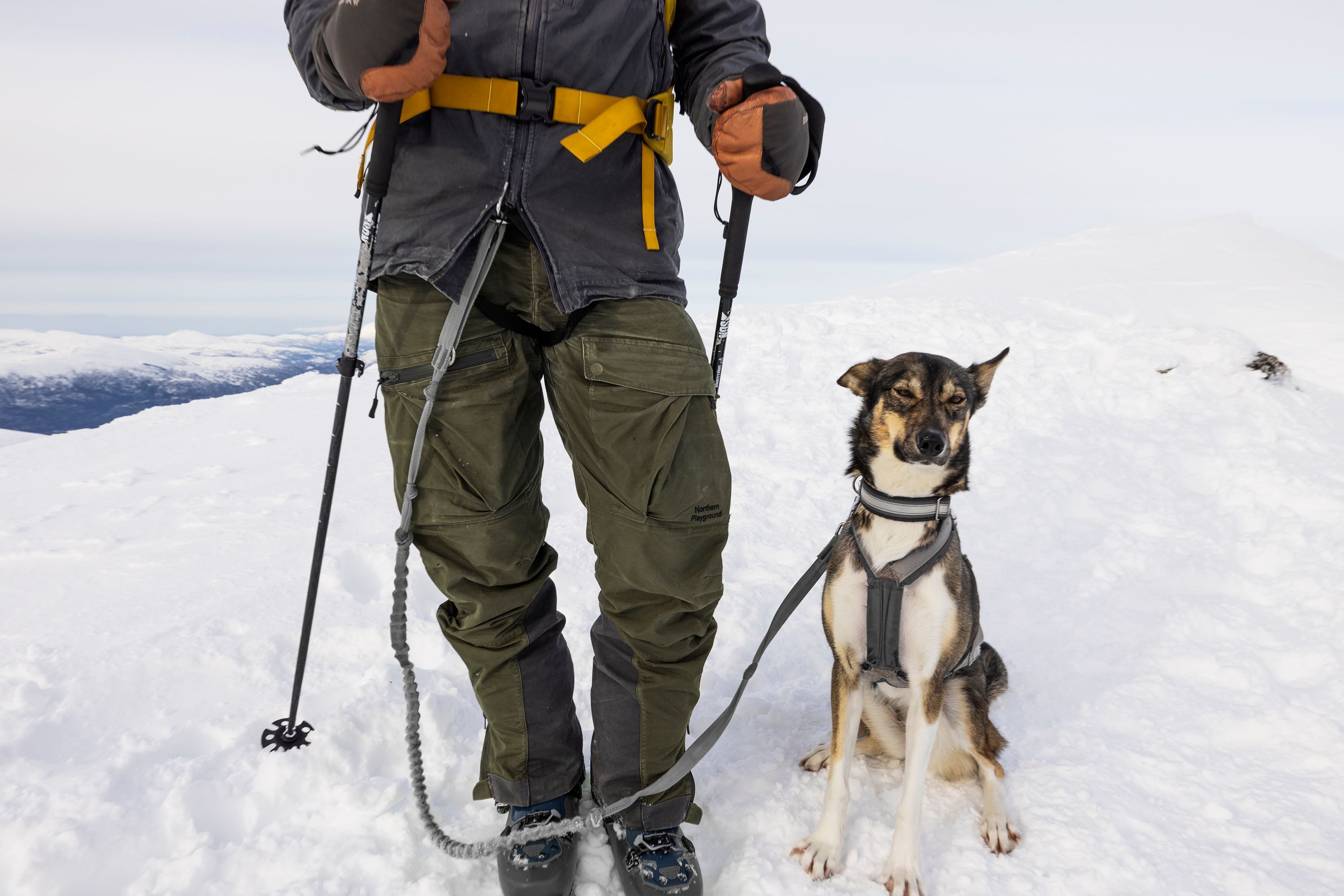 Bilde av en mann i den grønne The Last Pants på skitur med hunden sin