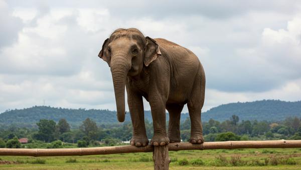 An elephant on a narrow fence