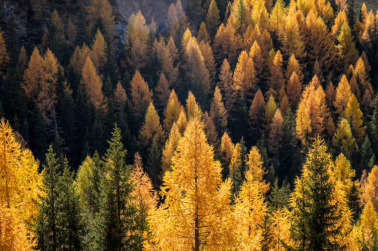 Larch tree in Autum