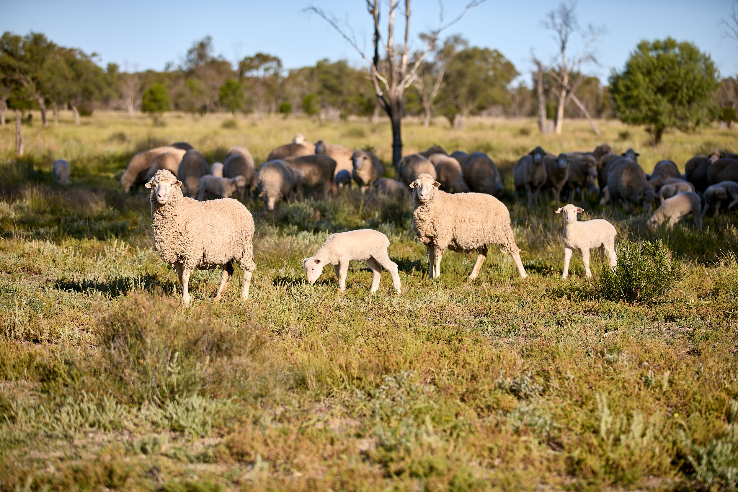 Fletchers Lighting Ridge sheep grazing