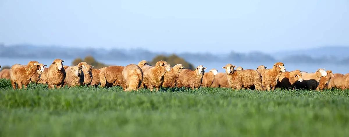 Flock of Sheep at Fletchers grazing ground