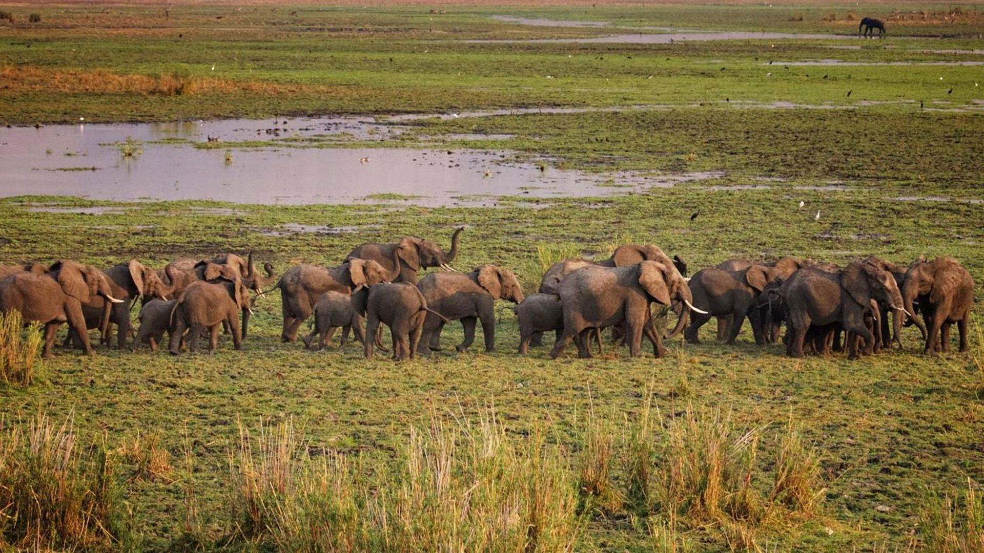 Malawi Meander (LLW-PTA) 4