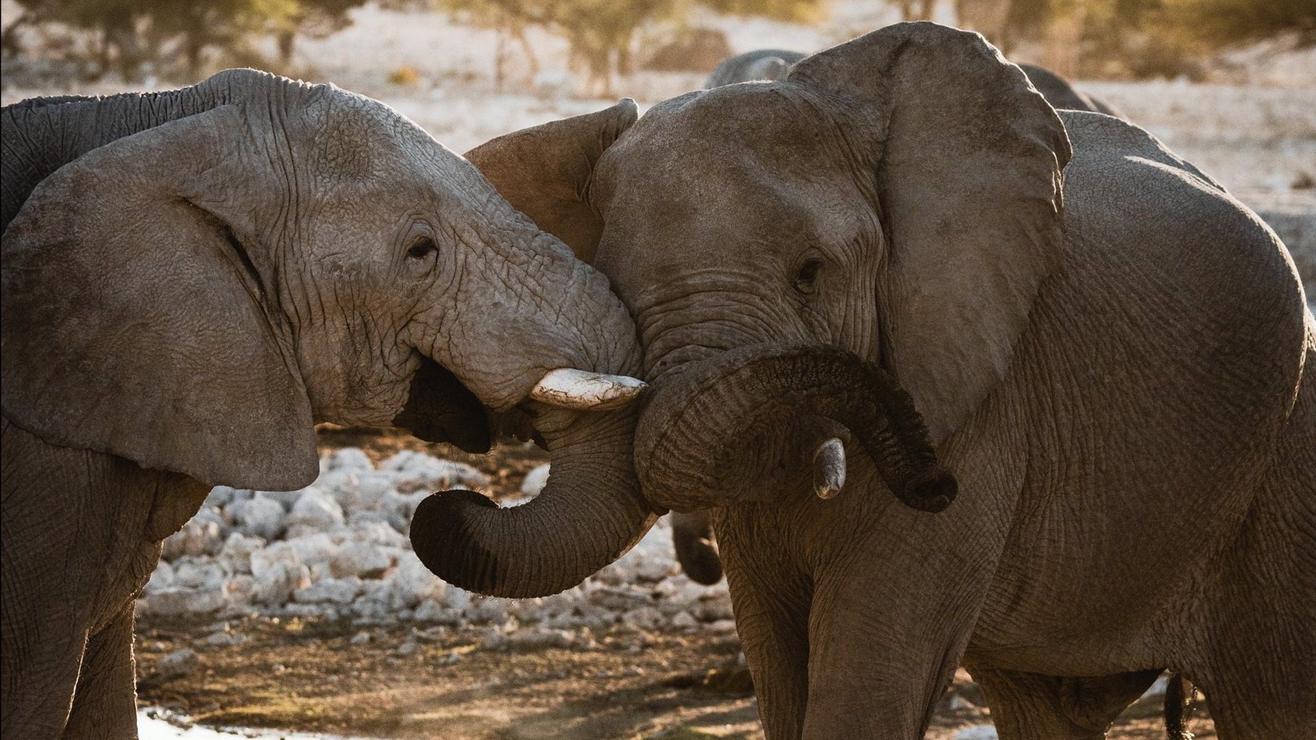 African Trilogy 16