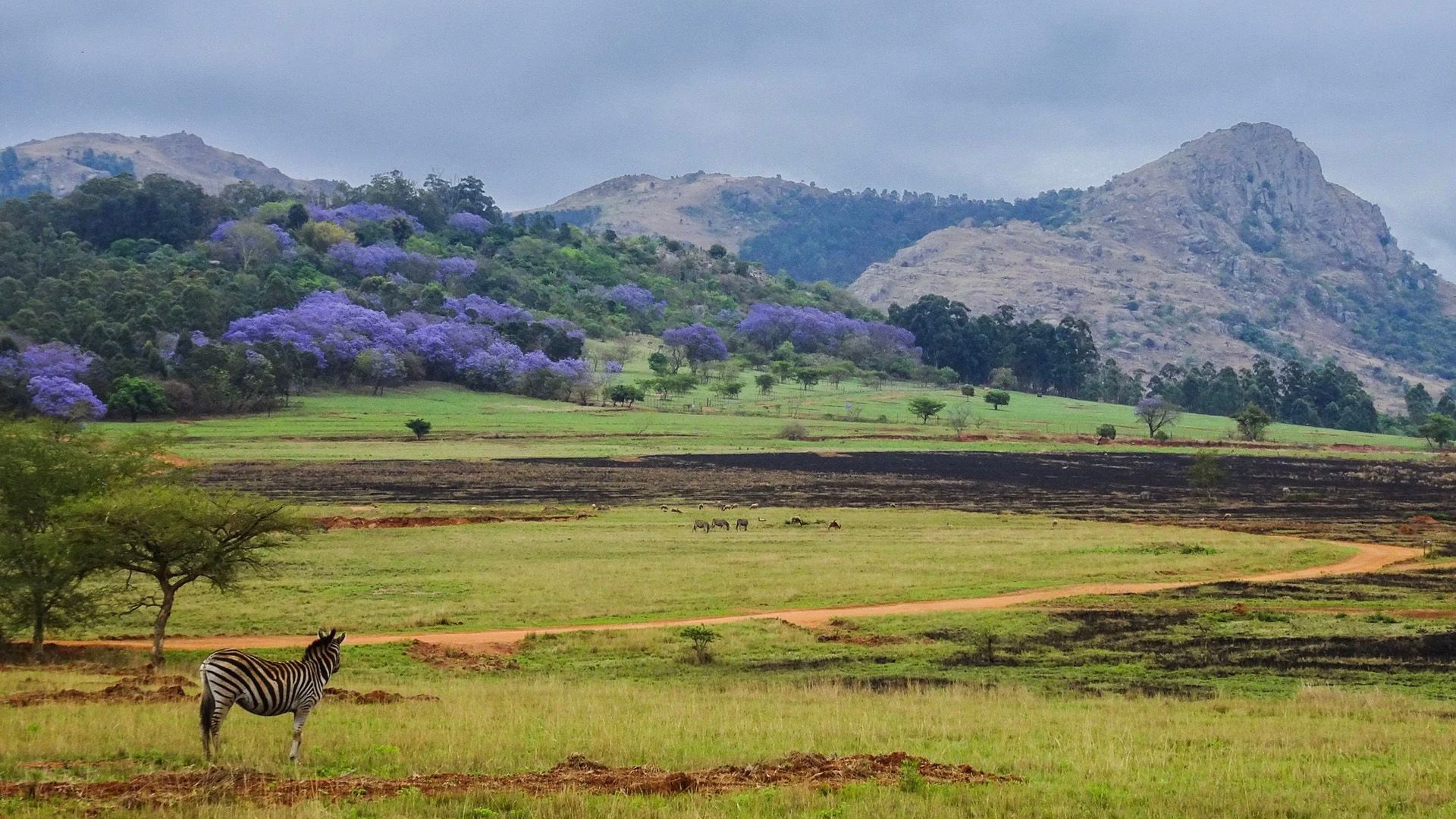 Malawi Meander (LLW-PTA) 3