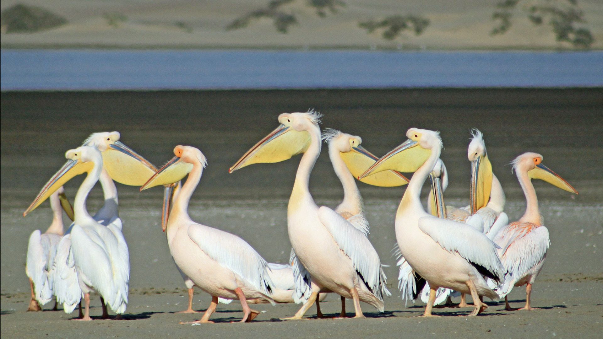Namibia Safari - Cape Town to Walvis Bay 6