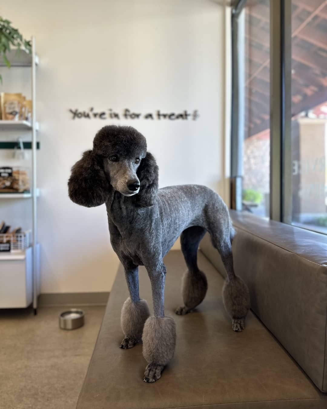 For the Gray-Muzzled Dogs: Celebrating Senior Dog Day on August 3rd