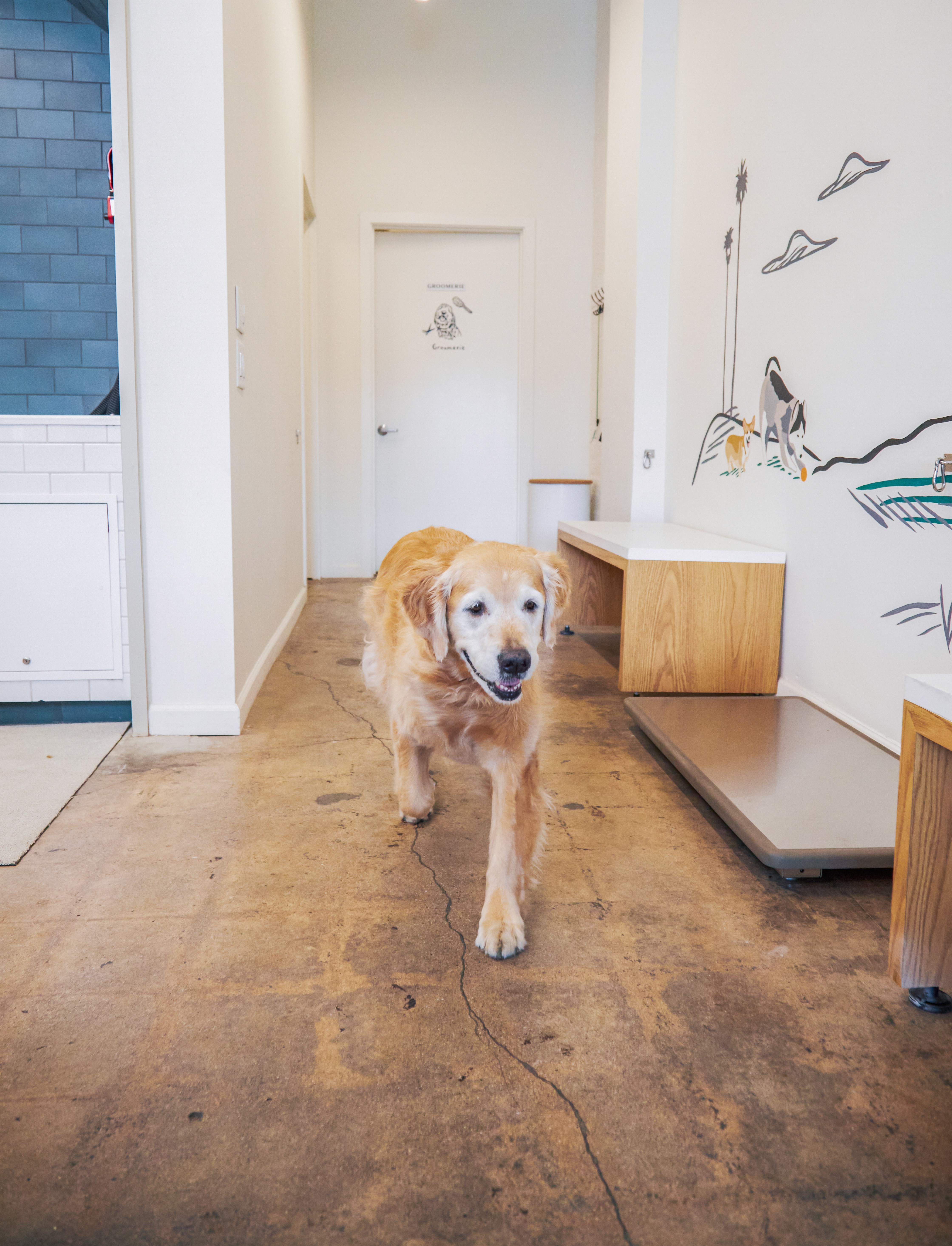 Keeping Your Senior Dog Comfortable: Grooming and Care Considerations for Older Pups