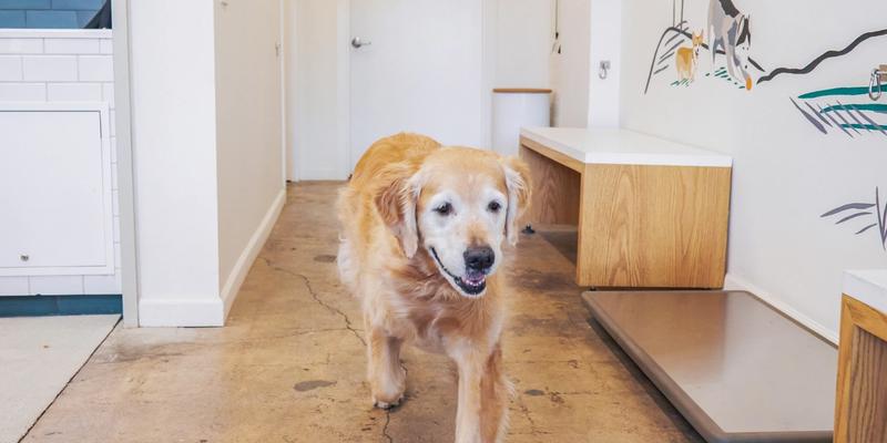 Older golden retriever at Bowie Barker getting groomed