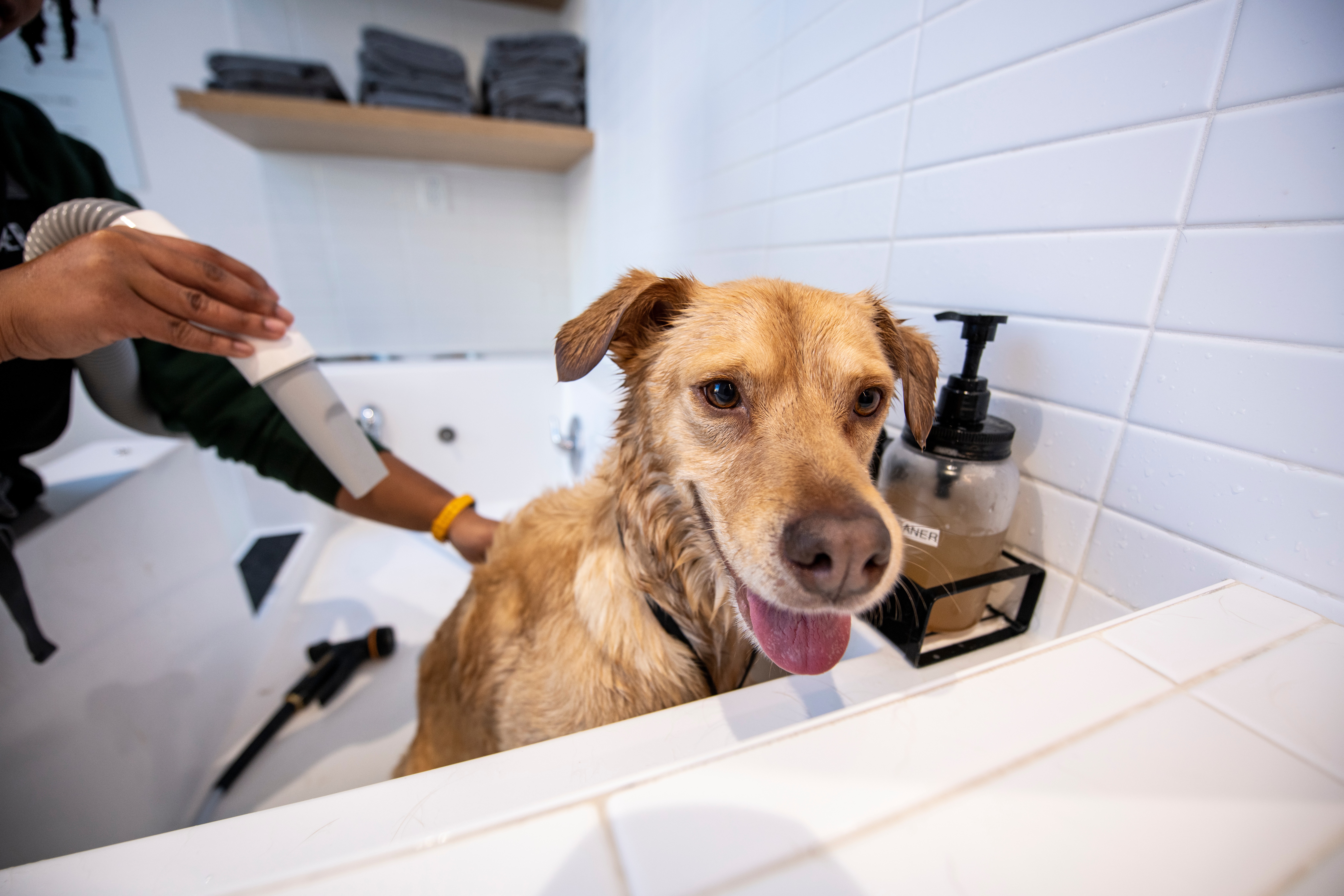 How to Make Bath Time a Bonding Ritual with Your Dog