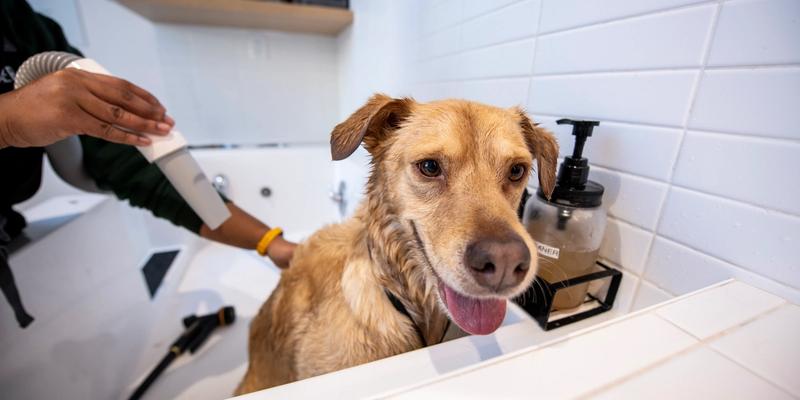 Image of a dog in a bath with a team member of Bowie Barker washing it. Dog is super happy