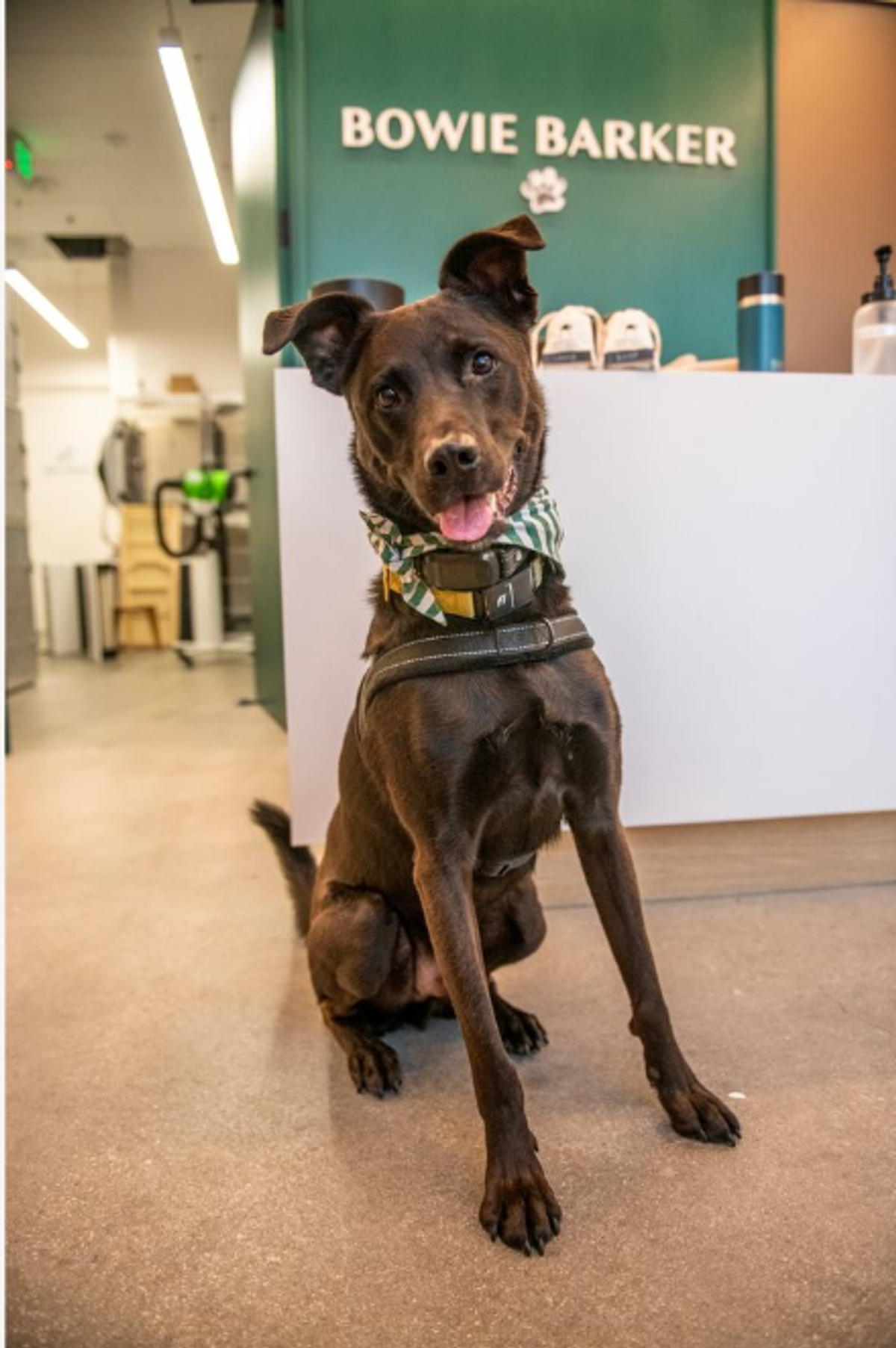 Image of a happy black dog a the Bowie Barker groomers.