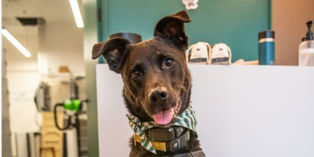 Image of a happy black dog a the Bowie Barker groomers.