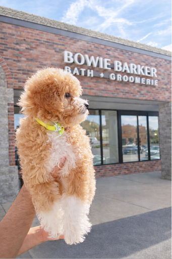 Image of a puppy being held in front of the bowie barker westmont store location