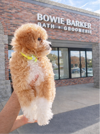 Image of a puppy being held in front of the bowie barker westmont store location